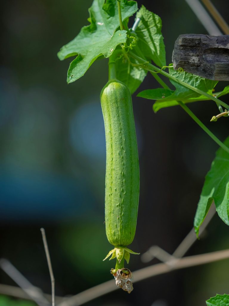 Vivid photo of a fresh green luffa gourd hanging on a vine outdoors in daylight.