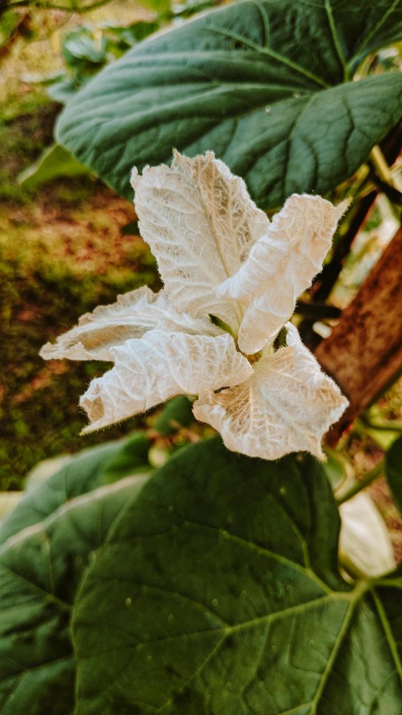 White squash flower with green leaves captured in Davao, Philippines.